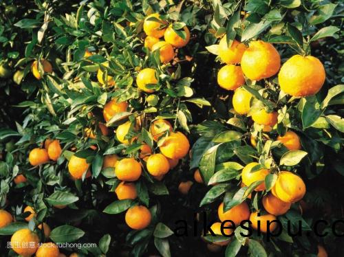 矇(meng)城(cheng)菓園使用(yong)有機肥